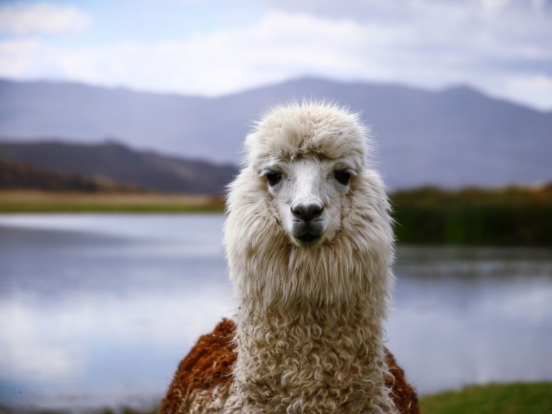 PERU