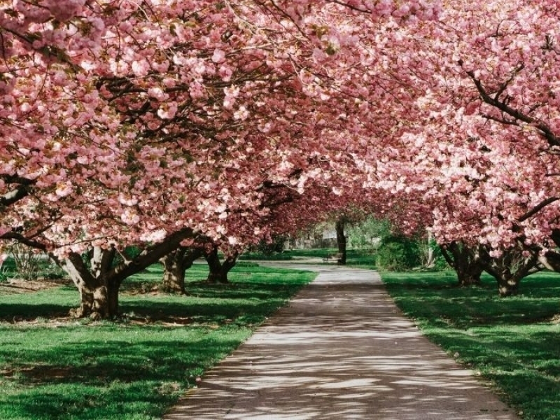 Where to go in April for cherry blossoms, city breaks and epic countryside